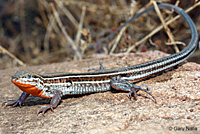 Belding's Orange-throated Whiptail