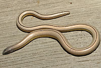 California Legless Lizard