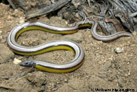 California Legless Lizard