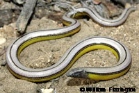 California Legless Lizard