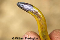 California Legless Lizard