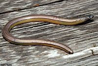 California Legless Lizard