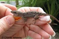 Colorado Desert Fringe-toed Lizard