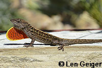 Colorado Desert Fringe-toed Lizard