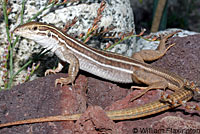 Belding's Orange-throated Whiptail