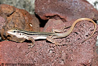 Belding's Orange-throated Whiptail