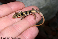 Belding's Orange-throated Whiptail