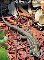 Belding's Orange-throated Whiptail