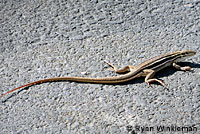 Belding's Orange-throated Whiptail