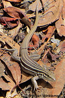 Belding's Orange-throated Whiptail