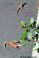 Sonoran Whiptail