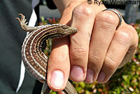 Sonoran Whiptail