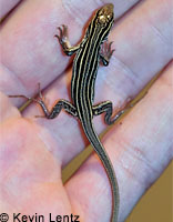 Sonoran Whiptail
