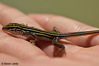 Sonoran Whiptail