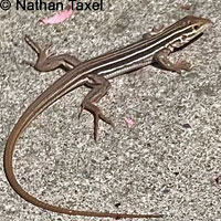 Belding's Orange-throated Whiptail