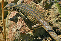 California Whiptail