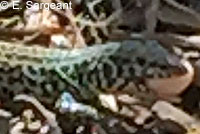 California Whiptail