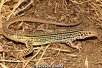 California Whiptail