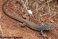 California Whiptail