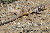 California Whiptail