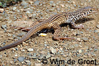 California Whiptail