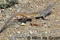 California Whiptail