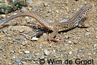 California Whiptail