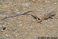 California Whiptail