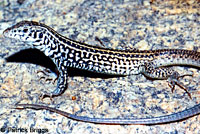 California Whiptail