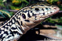 California Whiptail