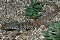 Coastal Whiptail