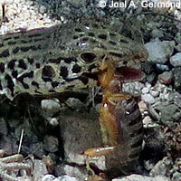 Coastal Whiptail