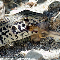 Coastal Whiptail