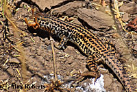 northern pacific rattlesnake