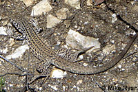 Coastal Whiptail