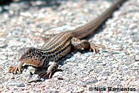 Coastal Whiptail