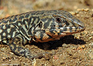Coastal Whiptail