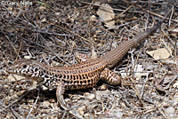 Coastal Whiptail