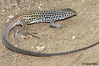 Coastal Whiptail