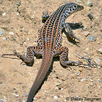 Coastal Whiptail