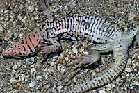 Coastal Whiptail