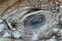 Whiptail Eye