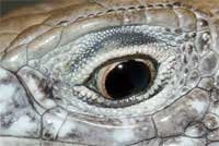 Whiptail Eye