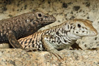 Sonoran Tiger Whiptail