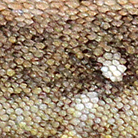 lizard skin