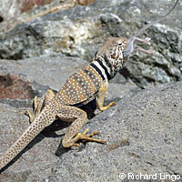 collared lizard eating mouse