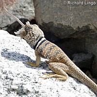 collared lizard eating mouse