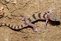 Desert Banded Gecko