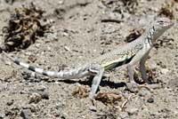 Northern Zebra-tailed Lizard