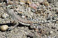 Northern Zebra-tailed Lizard